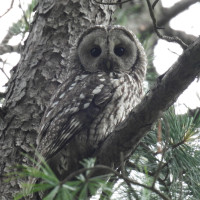 Himalayan Owl